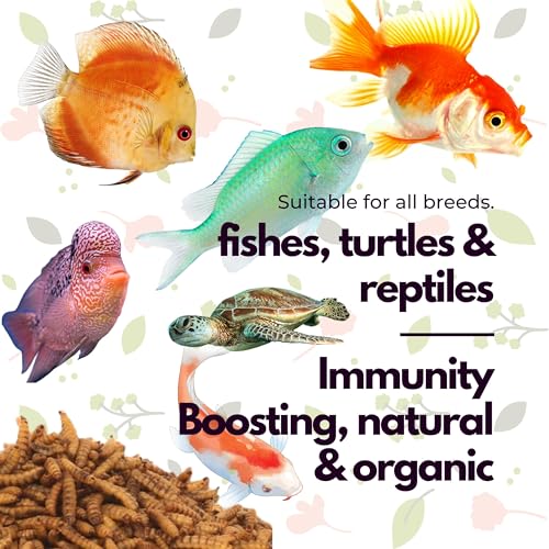 Image of Dried Black Soldier Fly Larvae Treat Fish Food (25 Gram) For Arowana Oscar, Flowerhorn & Other Carnivorous Fishes Omega 3 & 6, 50X More Calcium Than Worms, All Life Stages