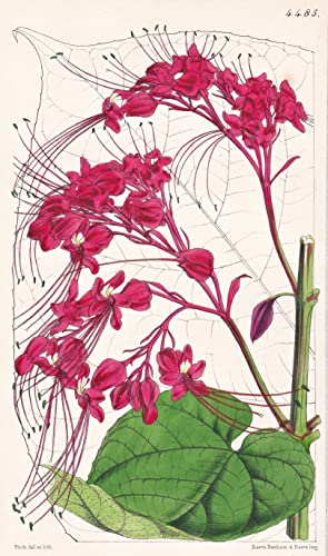 Clerodendron Bethuneanum. Captain Bethune's Clerodendron. Tab. 4485 - Borneo / Pflanze Planzen plant plants / flower flowers Blume Blumen / botanical Botanik botany / aus 