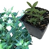 Smoke Camp Crafts Live Organic Hoary Mountain Mint (Pycnanthemum incanum) Plant in 2.5 inch Pot | Native Scented Pollinator Plant White Flowers Silver Leaf Mountain Mint