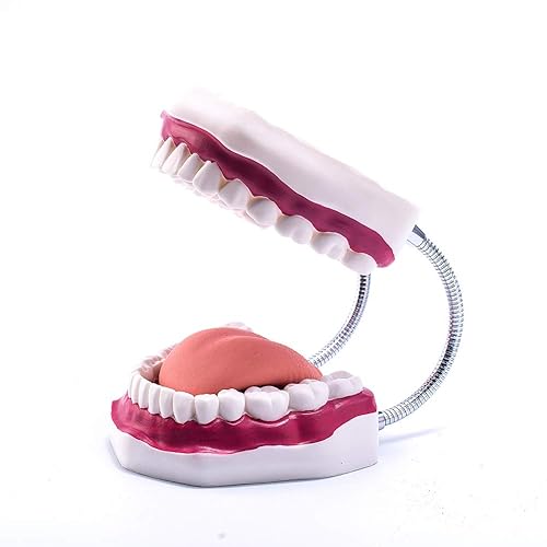 Miniatura 3 de El modelo dental del diente grande 6 veces amplía el modelo de la boca de la dentadura con la lengua movible para la terapia del habla
