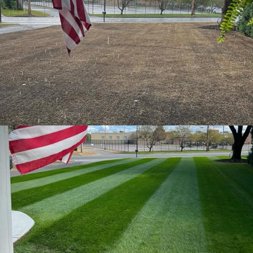 NightShift (Formerly Blackout) Perennial Ryegrass Grass Seed - Fireball and Hatrick - 25 lbs