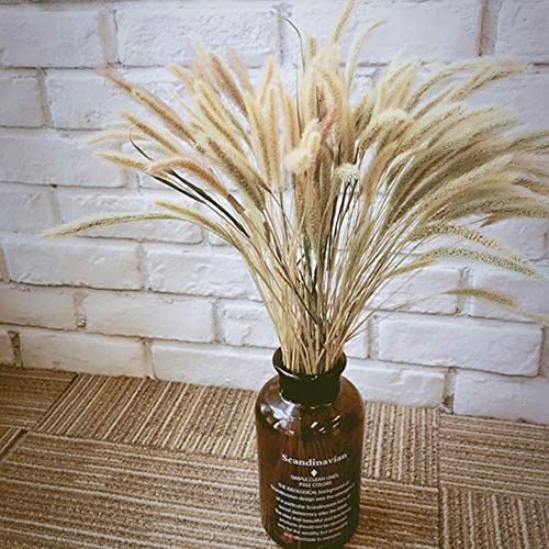 100pcs Dried Natural Flower Bouquets raw Color Dried Dog's Tail Grass&Setaria Viridis&Green bristlegrass Bouquets Bunches
