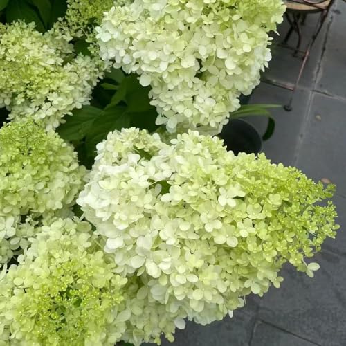 200 piezas Semillas resistentes de hortensia panícula semillas de perennes resistentes, hortensia, jardín rocas, decoracion balcones