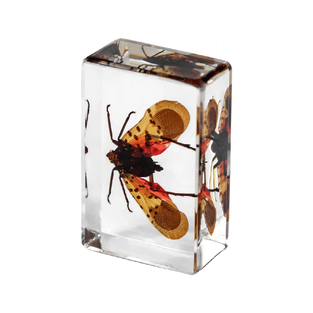 4Pcs Insect in Resin Specimen - Image 3