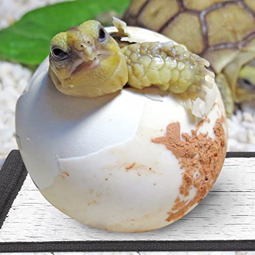 Alfombrilla térmica para reptiles 3 piezas miniatura 6