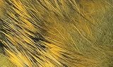 Crosscut Rabbit Strips #15 Gold Variant