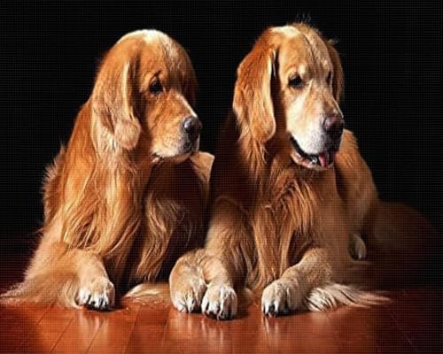 Kit point de croix imprimé chiens Golden Retrievers pour s'initier au salon