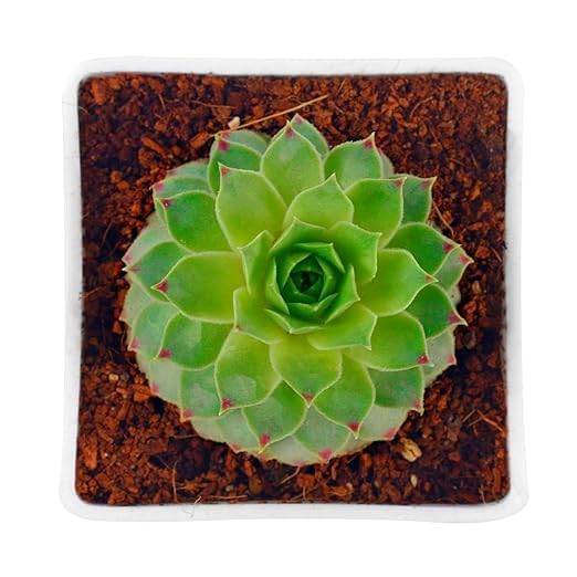 Image of Live Laxmi Kamal Succulent Plant - Indoor Decorative Plant for Home & Office | Low Maintenance, Air-Purifying, Perfect for Gifting(LAXMI KAMAL PLANT)