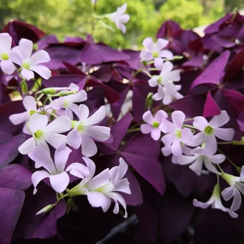 Bulbi di Oxalis - I bulbi da sono resistenti Oxalis