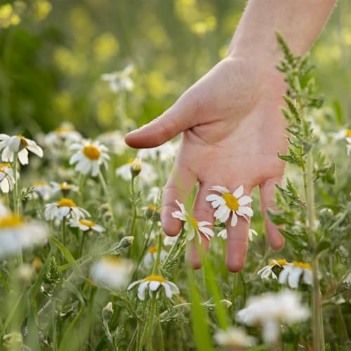 Kamillenblüten getrocknet lose 500g | ganze Kamillenblüten getrocknet | Kamillentee aus Blüten-Köpfen | 100% natürlich | leicht bitterer und milder Geschmack | vom Achterhof