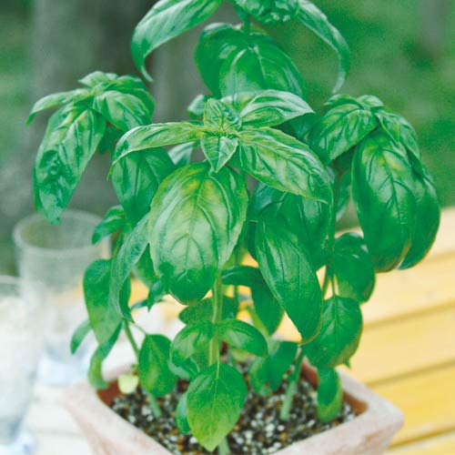 Amazon | ハーブ スイートバジル 野菜苗 6ポットセット 3号