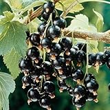 Black Currant Bush Live Plant Well Rooted 5-9 Inc Tall, Black Currant Berry Plant Live, Currant Tree, 1 Year Bare Root
