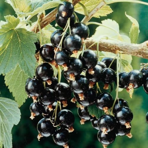 HILROQG Black Currant Live Plant 5-9 Inch Seedling