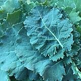 Premier Kale Seeds 50 Count, COOL BEANS N SPROUTS Brand. Home Gardening.