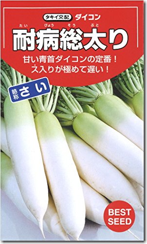 Amazon.co.jp: だいこん 種子 耐病総太り 略称：さい 大根 (8ml) : DIY