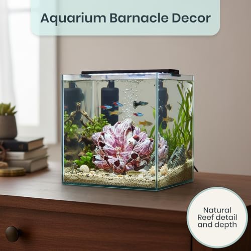 Image of Real Purple Barnacle Cluster - 5-7 inch - Aquarium Ornament Piece for Decoration - Natural Barnacle Cluster for Craft and Decor - Plus Free Nautical eBook by Joseph Rains