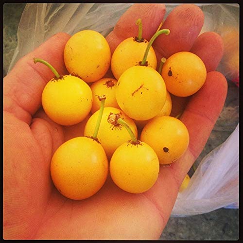 Creative Farmer Baraba Fruit Sastra Native To Mexico Garden Plant(1