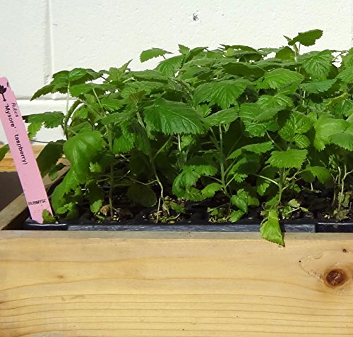 Raspberry Plants (Mysore/Black Rasp.) Includes Four (4) Plants