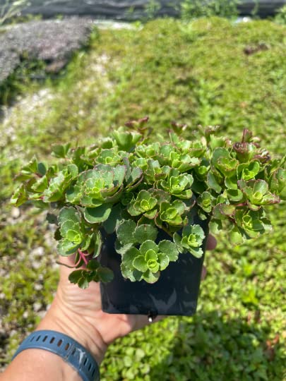 3 Dragons Blood Sedum in 4 inch containers product thumbnail 5