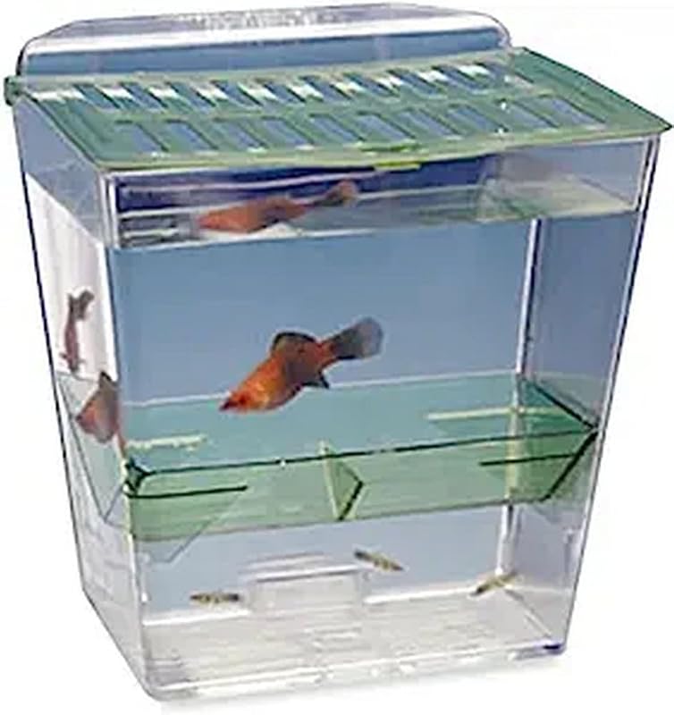 Breed and Show Nursery Fish Tank