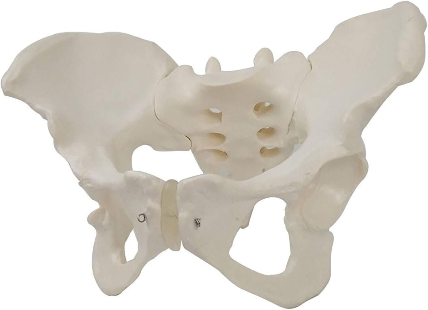 Modele Anatomiczne Żeńskie Modele Miednicy Anatomiczne Duże Stawy Miednicy Piszczel-Struktura Matki Położnictwo Wyświetlacz Wyświetlanie Medycyny Nauczania