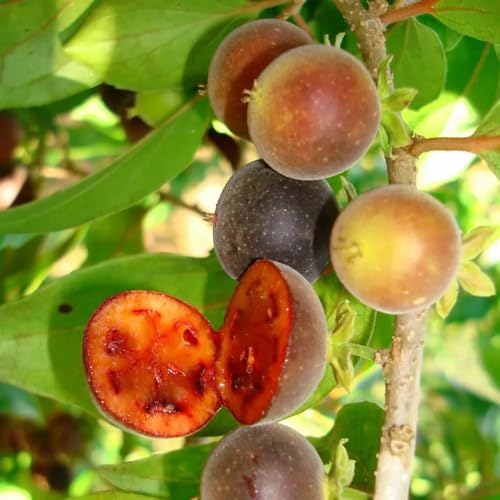 Genérico, Muda de Groselha Hibrida 20 a 40cm AMK - Plantas Online