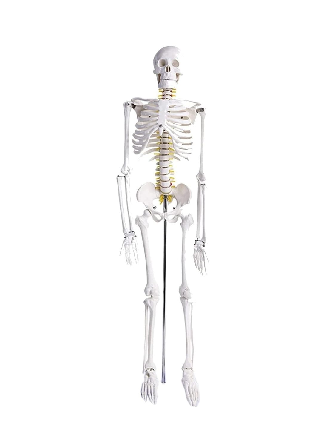 Model ludzkiego szkieletu o długości 85 cm do nauczania anatomii — zdejmowany szkielet z PCV z czaszką, kręgosłupem i ruchomymi stawami