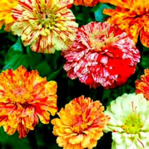 Mix of Candy Cane & Candy Stripe Zinnia Seeds! 4 FT TALL