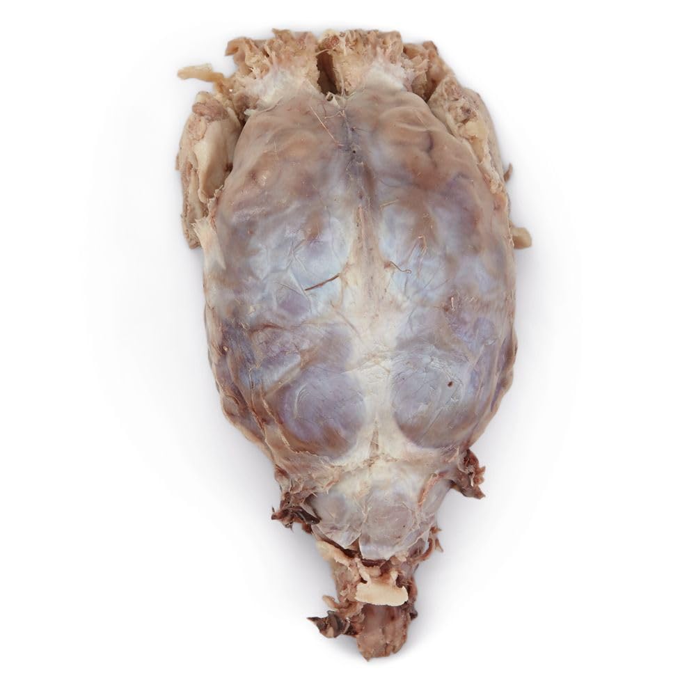 Formalin Sheep Brain, Dura Mater Intact, Plain, 1 Per Bag