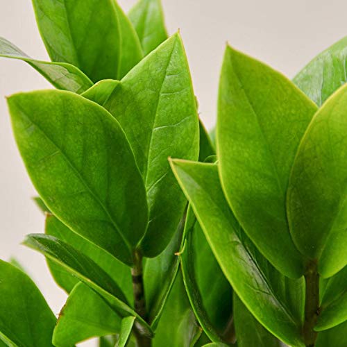 buy snake plants toronto Sansevieria Fernwood Mikado | Snake Plant | Care Guide and Pro Tips -  Delivery from Toronto across Canada