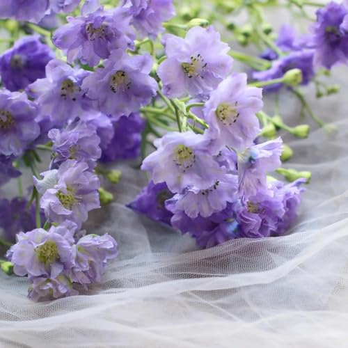 semi di delphinium, regali per gli amanti del giardino Consolida ajacis, serre da balcone semi di autunnali resistentiluoghi soleggiati 100pcs
