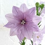 おもてなしキキョウ(桔梗）：二重系あずき（高性）3号 3株セット[盛夏に咲く花壇の花]