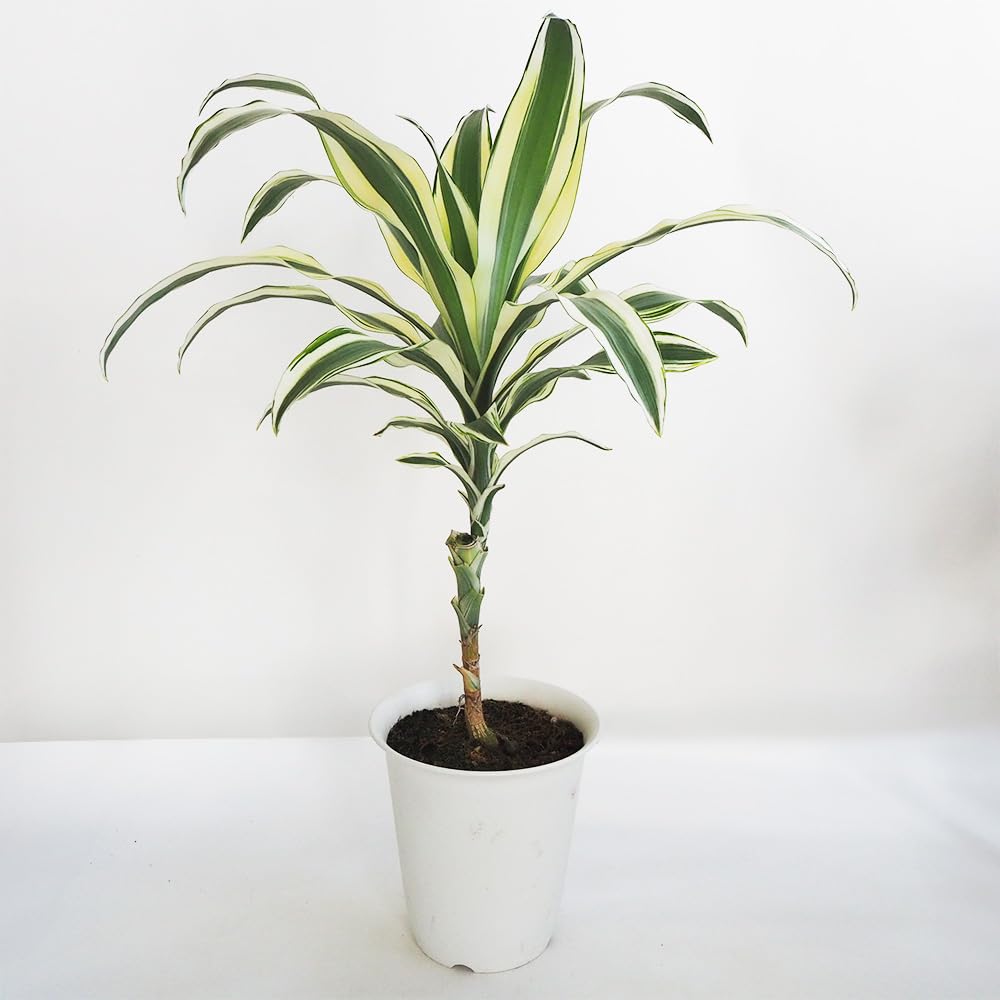 Amazon｜ITANSE ドラセナ スノーホワイト 7号 1個売り【品種で