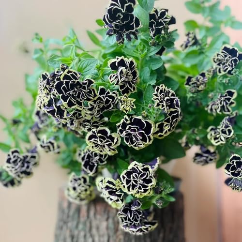 semi di petunia, primaverili resistenti per il giardino di esotiche 400pcs