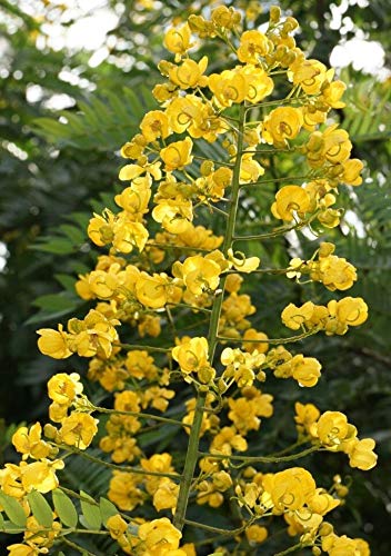 SHOP 360 GARDEN Cassia spectabilis/Golden Cassia/Golden Wonder Flowering Tree Seeds - Pack of 30 Seeds