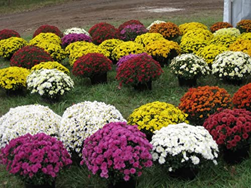 100-Mixed Live Flowering Hardy Chrysanthemum-Colorful #TOP3