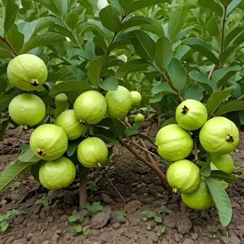 Bhumi Enterprise Original Sweet Baruipur Guava (Air Layerd) Live Plant Fruit Tree Amrud Rare Apple Guava (Fruit After 1 Year)