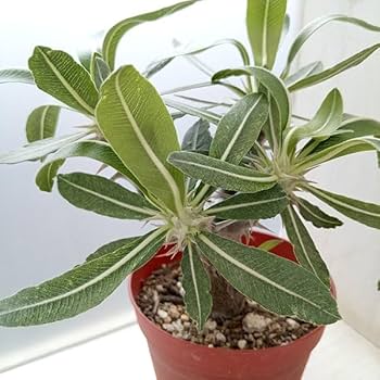 パキポディウム デンシフローラム 3.5号 塊根植物 コーデックス 24fe2a4d7247e799f95951fd9219c2