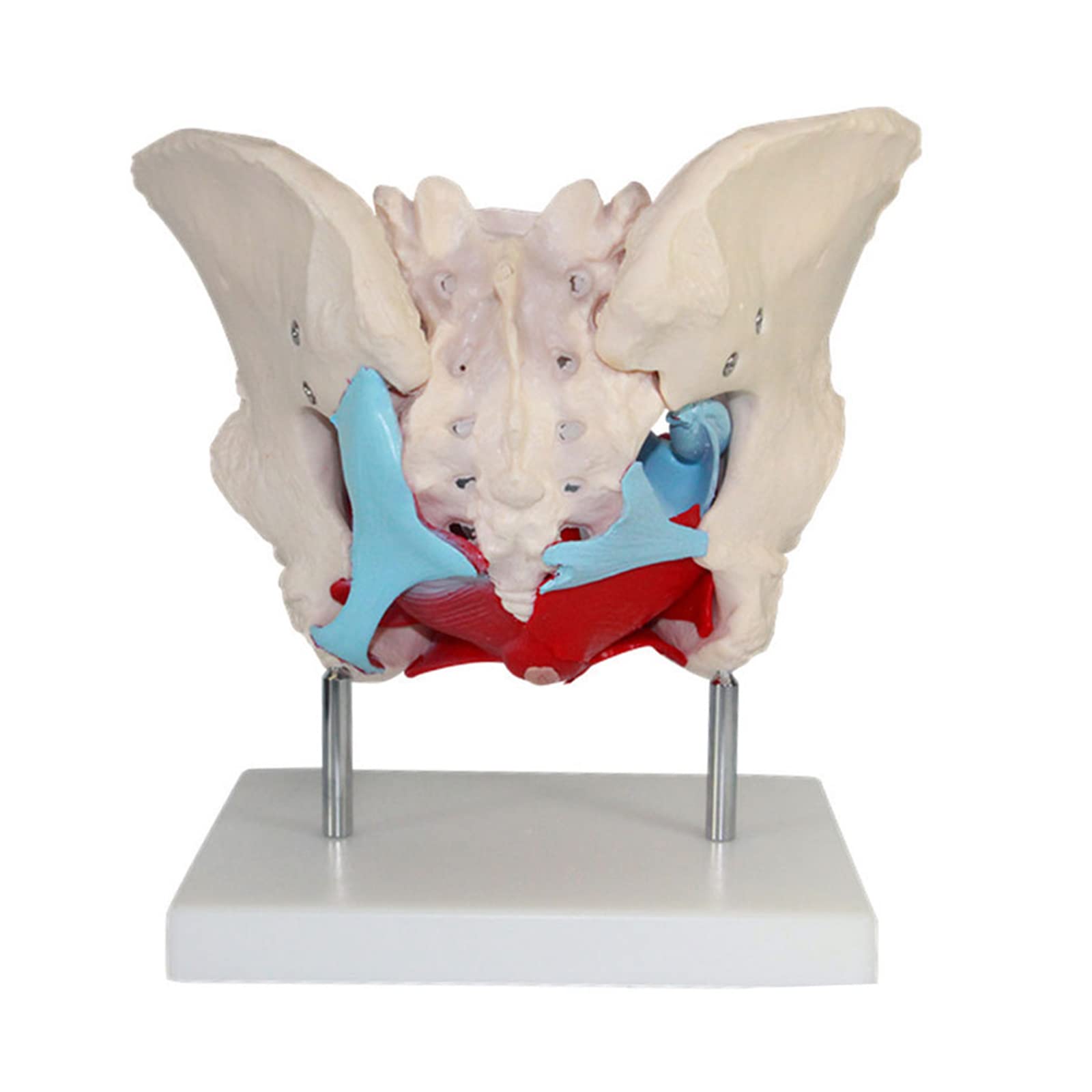 Medyczny Anatomiczny Model Miednicy Żeńskiej, Naturalnej Wielkości Model Anatomiczny Mięśni Dna Miednicy Żeńskiej, Materiał PVC Z Wyjmowanymi Częściami, Magnetyczne Mocowanie