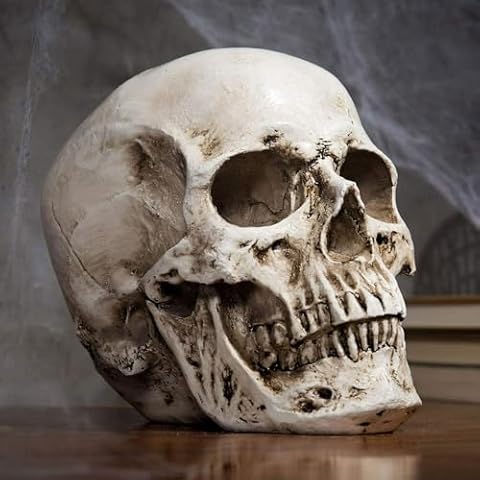 Realistic Resin Human Skull Model for Teaching Cover