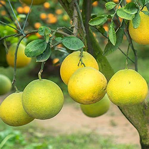 Honey pomelo fruit Grow plants