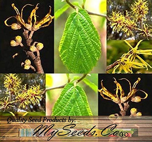 Amazon.com : BIG PACK - (100) Witch Hazel Seeds - Hamamelis virginiana  American Witchhazel - Non-GMO Seeds by MySeeds.Co (Big Pack - Witch Hazel)  : Patio, Lawn & Garden