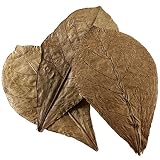 Hobby Aquaristik Nano Catappa Leaves I 12 Unidades I Nano-Seeeealbaum para acuarios I Promueve la vitalidad y el Bienestar de Peces y gambas, aditivo Natural de Agua para acuarios de Agua Dulce