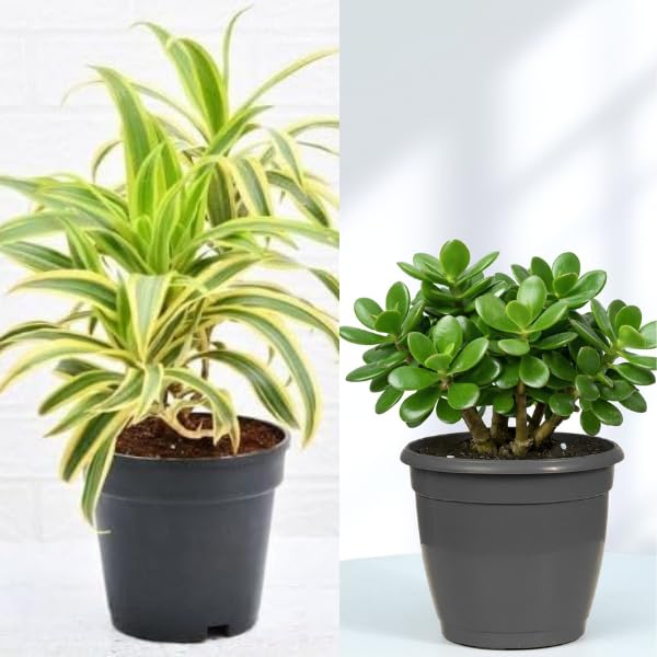 ZXXYANBI Pack Of -2 Song of India & Jade Plant Air Purifier Indoor