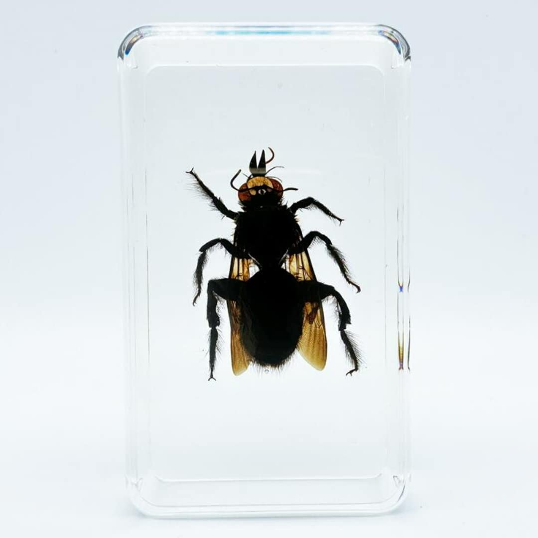 Bee, Scorpion, Scarab and Other Insect Specimens, Transparent Resin Amber, Very Suitable for Kids Educational Science Specimens, Collection, Decoration 2.4″*1.4″*0.7″ (Bamboo bee)