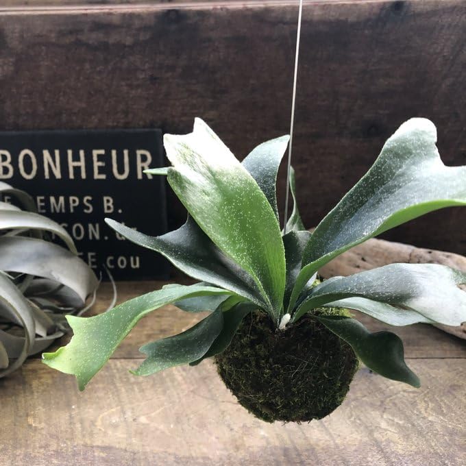 Amazon｜コウモリラン苔玉 吊り下げフック付き おしゃれ 観葉植物