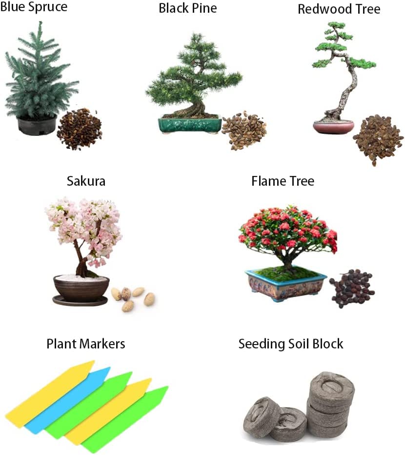 Amazon.com : Bonsai Tree Seeds 5 Varieties of Non GMO Heirloom Bonsai Seeds  Starter, Blue Spruce, Black Pine, Sakura Seeds, Redwood Tree, Flame Tree,  5pcs Plant Markers : Patio, Lawn & Garden