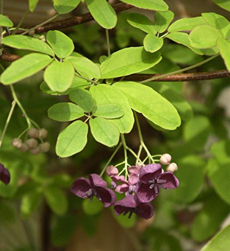 Klettergurke Blaugurkenwein 40-60cm - Akebia quinata - lebende...