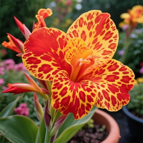 Ideale Canna Schattentolerante Premium Lange BlüTezeit GemüTliche Gartenoase Gartendekoration Seltene üBerraschend Wachsend 1knollen-I
