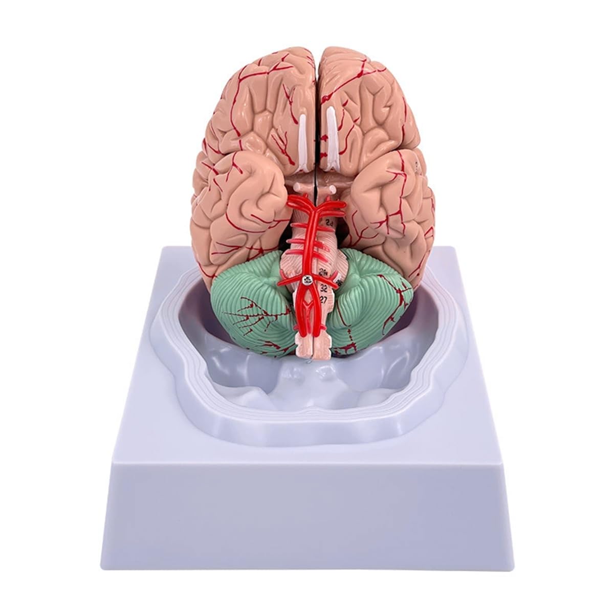 Modello Cervello Umano Anatomia Modello Cervello 8 Parti Cervello Falso Con 32 Identificatori Digitali Cervello Arteria Insegnamento Per Classe Scientifica